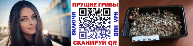 где купить наркоту Сыктывкар Псилоцибиновые грибы мухоморы